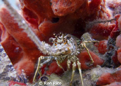 Bug in a Red House

Litttle Lobster
BHB
 by Ron Rico 